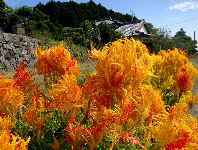 山村に咲いているケイトウの花