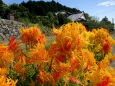 山村に咲いているケイトウの花