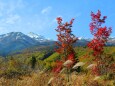 乗鞍高原紅葉