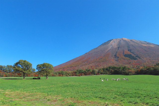 牧場と紅葉の大山