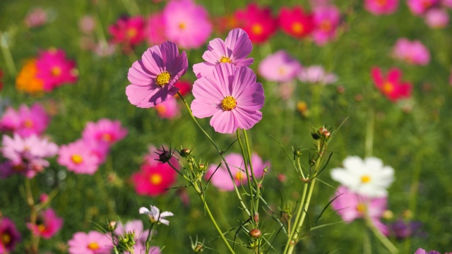 佐倉ふるさと広場の秋桜