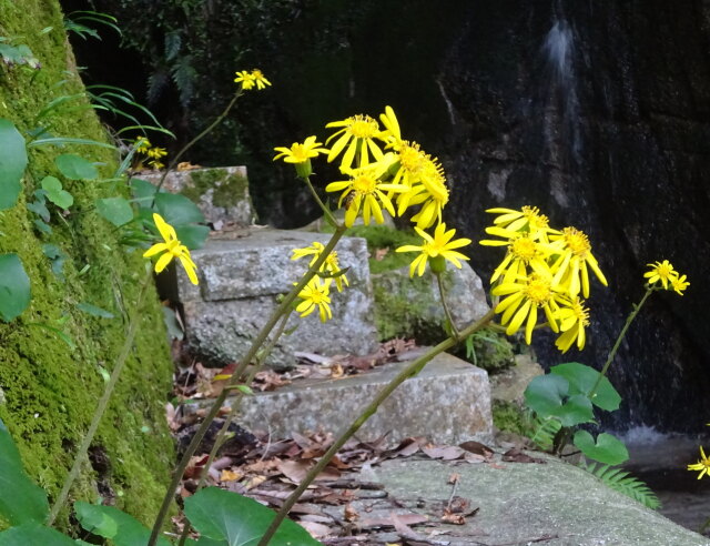 小さな滝にツワブキの花