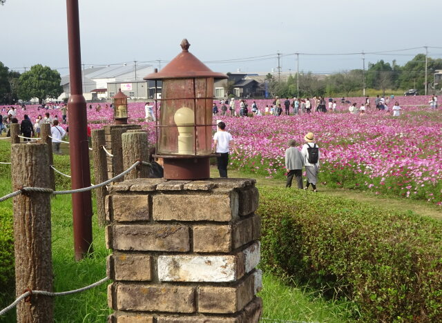 コスモス日和 進みゆく秋