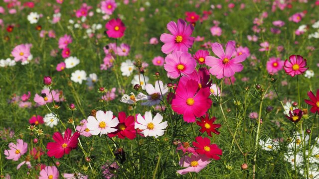 佐倉ふるさと広場の秋桜