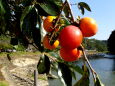 紅く実った川辺の柿