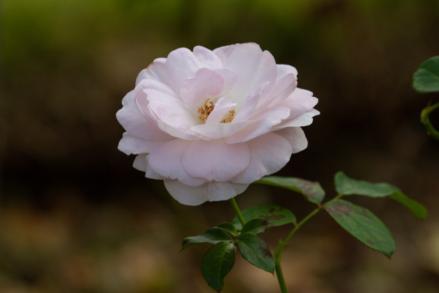 花ぼんぼり