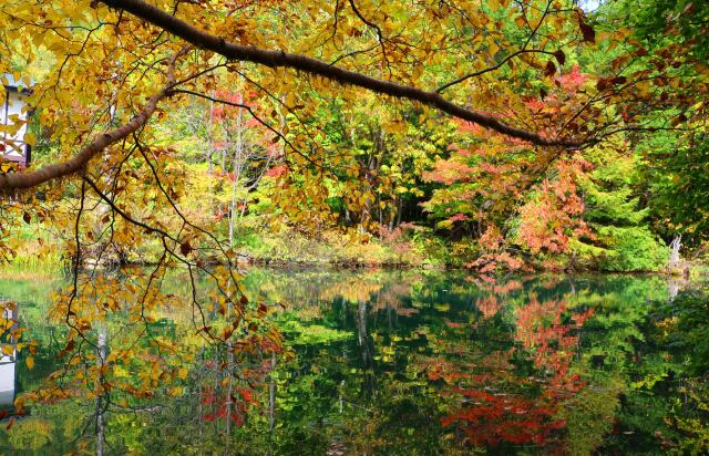 八幡平紅葉