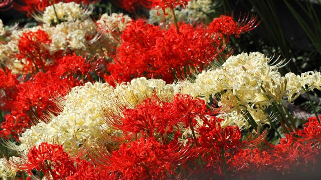 巾着田曼珠沙華公園の彼岸花