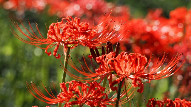 巾着田曼珠沙華公園の彼岸花