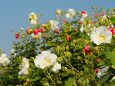 巾着田曼珠沙華公園の酔芙蓉