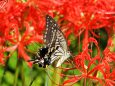 巾着田曼珠沙華公園の彼岸花と蝶