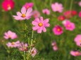 佐倉ふるさと広場の秋桜