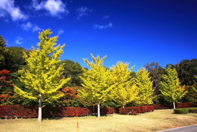 秋の公園