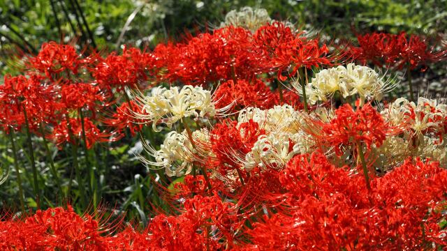 巾着田曼珠沙華公園の彼岸花