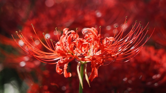 巾着田曼珠沙華公園の彼岸花