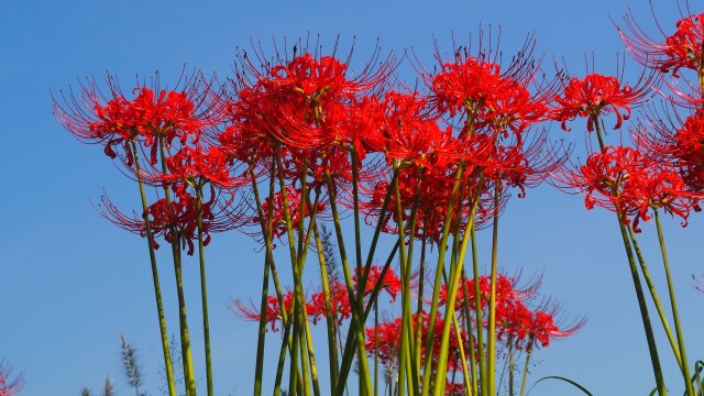 巾着田曼珠沙華公園の彼岸花