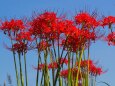 巾着田曼珠沙華公園の彼岸花