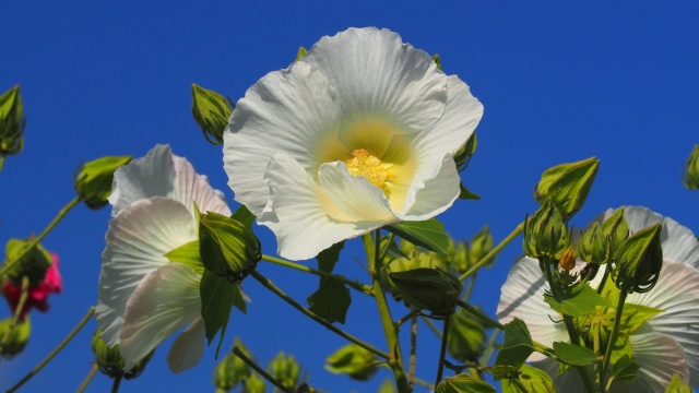 巾着田曼珠沙華公園の酔芙蓉