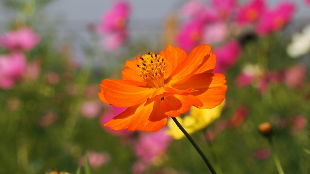 佐倉ふるさと広場の秋桜