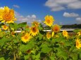 佐倉ふるさと広場の向日葵