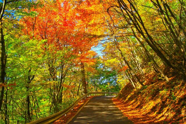 秋の山道