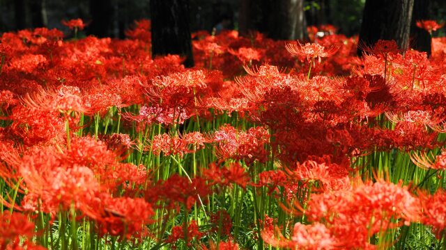 巾着田曼珠沙華公園の彼岸花