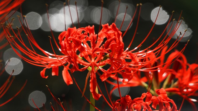 巾着田曼珠沙華公園の彼岸花