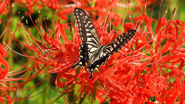 巾着田曼珠沙華公園の彼岸花と蝶