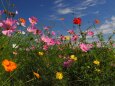 佐倉ふるさと広場の秋桜