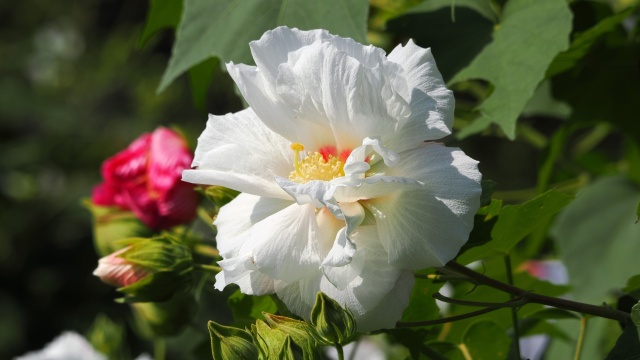 巾着田曼珠沙華公園の酔芙蓉