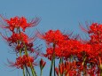 巾着田曼珠沙華公園の彼岸花