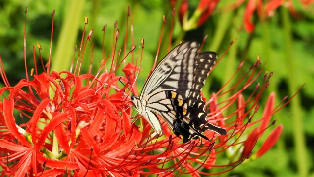 巾着田曼珠沙華公園の彼岸花と蝶