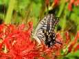 巾着田曼珠沙華公園の彼岸花と蝶