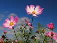 佐倉ふるさと広場の秋桜