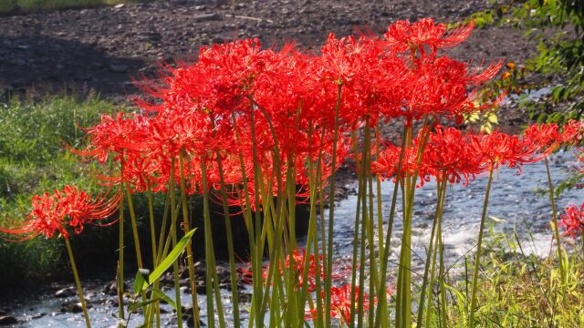 巾着田曼珠沙華公園の彼岸花