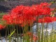 巾着田曼珠沙華公園の彼岸花