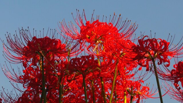 巾着田曼珠沙華公園の彼岸花