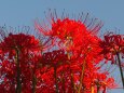 巾着田曼珠沙華公園の彼岸花