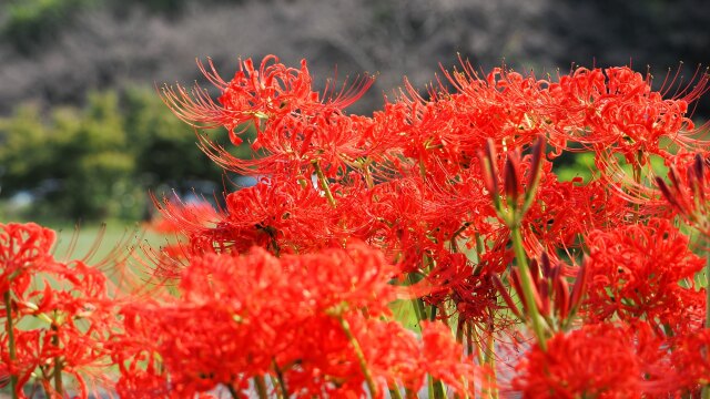 巾着田曼珠沙華公園の彼岸花