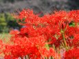 巾着田曼珠沙華公園の彼岸花