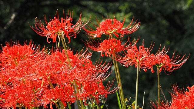 巾着田曼珠沙華公園の彼岸花