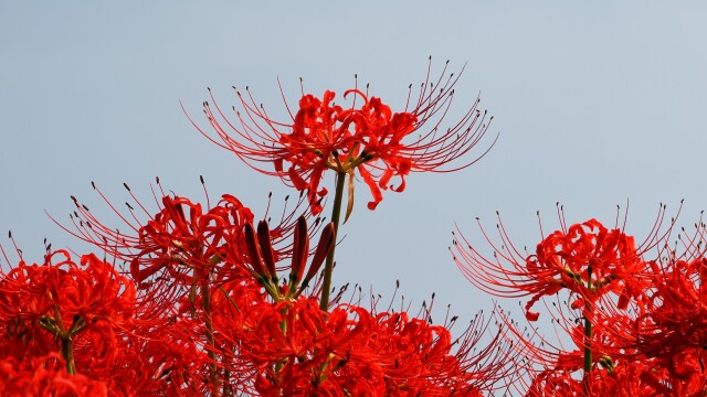 巾着田曼珠沙華公園の彼岸花