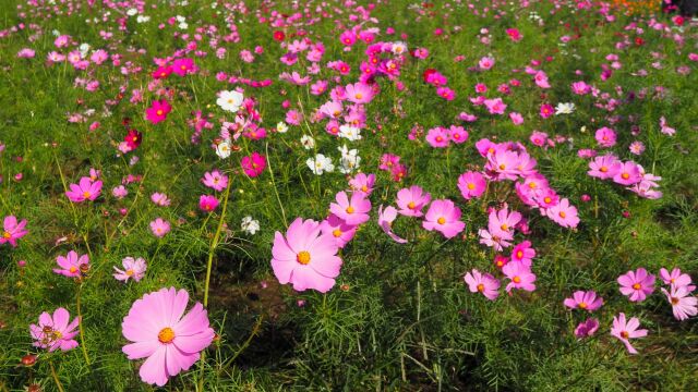 佐倉ふるさと広場の秋桜