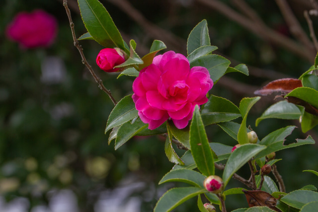 山茶花