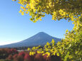 黄葉の中に富士山