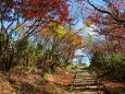 秋の山の散歩道