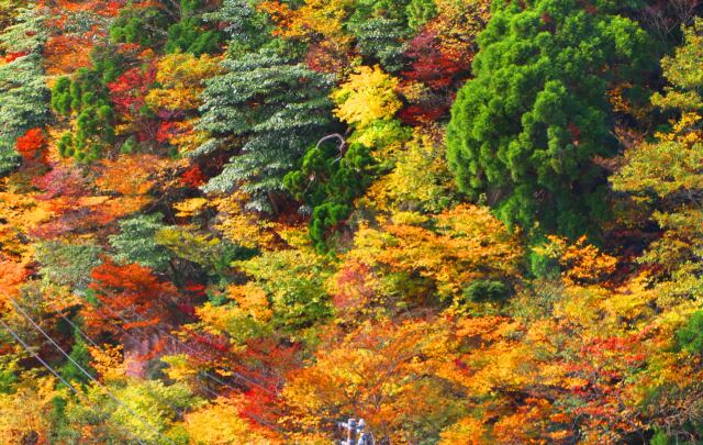 御在所岳紅葉