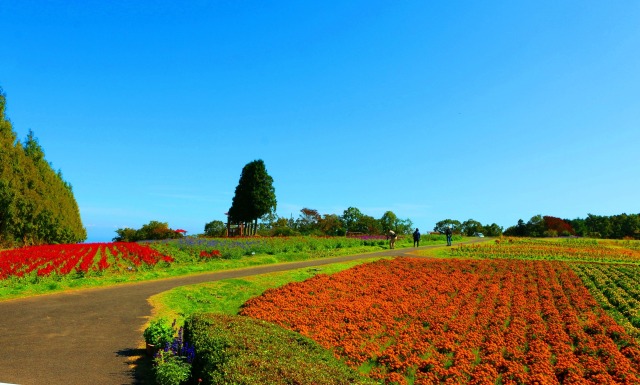 11月の青山リゾート