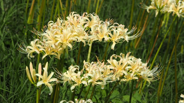 巾着田曼珠沙華公園の彼岸花