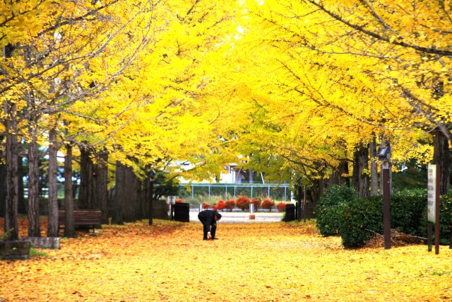 山形県総合運動公園の銀杏並木